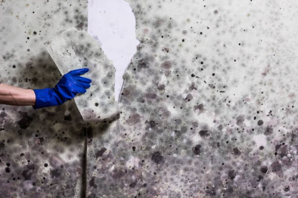 Best Mold Damage Repair  in Ashton Sandy Spring, MD